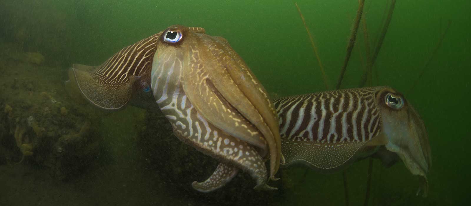 Sepia's in de Oosterschelde: alles wat je moet weten