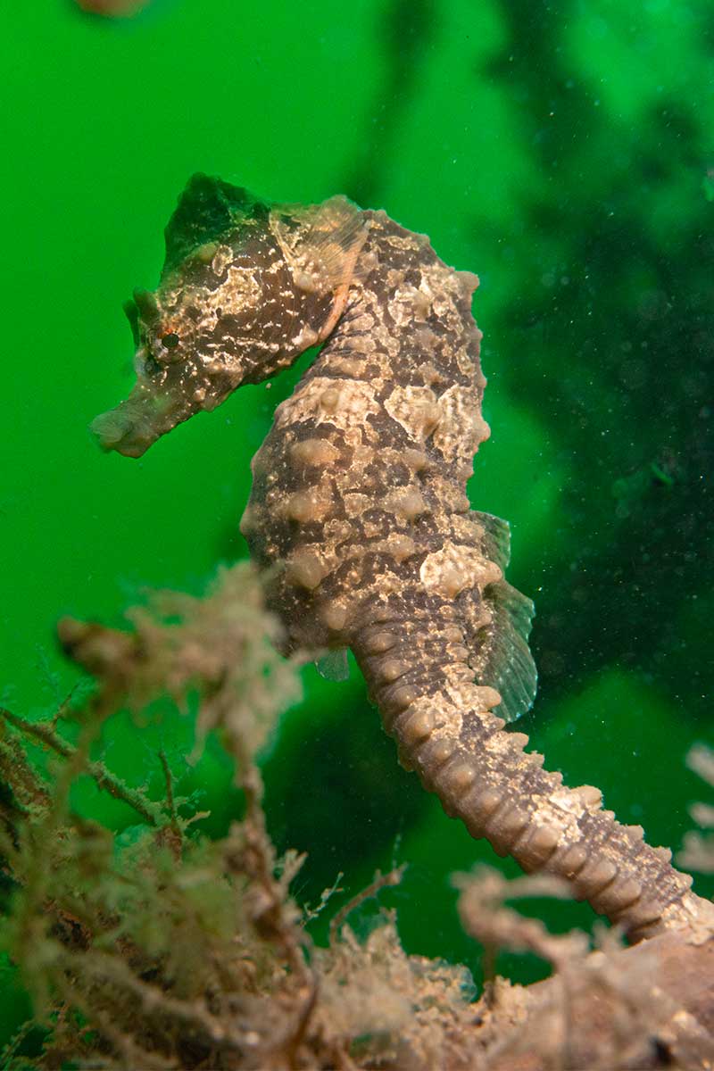Zeepardje in de Oosterschelde - foto door Yoeri van Es &copy;